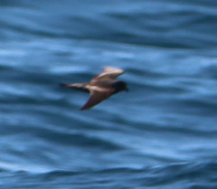 Hydrobates homochroa