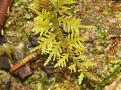 Thuidium cymbifolium