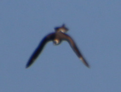Stercorarius