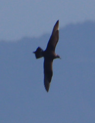 Stercorarius