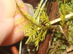 Thuidium cymbifolium