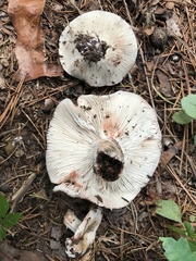 Russula compacta