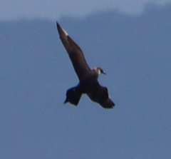 Stercorarius