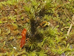 Campylopus umbellatus