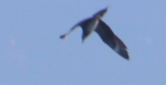 Stercorarius