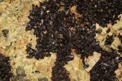 Brachidontes