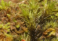 Campylopus umbellatus