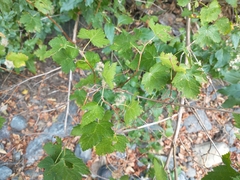 Ribes