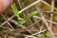 Moehringia