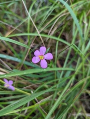 Sabatia campanulata