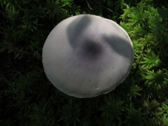 Entoloma indigoferum