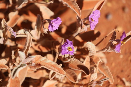 velvet potato bush