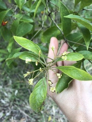 Pittosporum ferrugineum