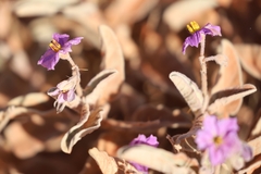 Solanum quadriloculatum