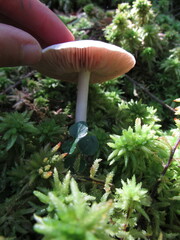 Entoloma indigoferum