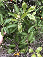Pittosporum ferrugineum