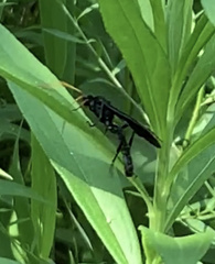 Gnamptopelta obsidianator