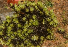 Campylopus umbellatus