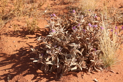 Solanum quadriloculatum