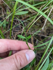 Sabatia campanulata