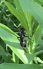 Gnamptopelta obsidianator