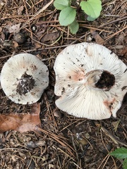 Russula compacta