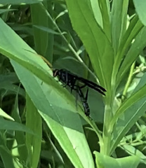 Gnamptopelta obsidianator