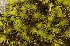 Campylopus umbellatus