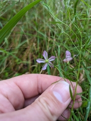 Sabatia campanulata