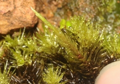 Campylopus umbellatus