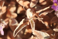Solanum quadriloculatum