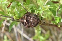 Rabdophaga strobiloides