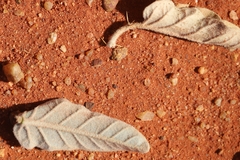Solanum quadriloculatum
