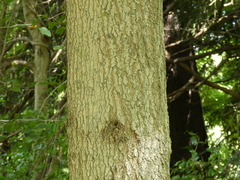 Acer nigrum