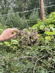 Rose rosette emaravirus