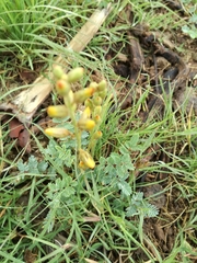 Hoffmannseggia glauca