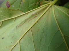 Acer nigrum