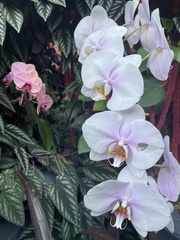 Phalaenopsis