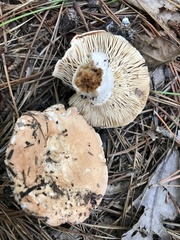 Russula compacta