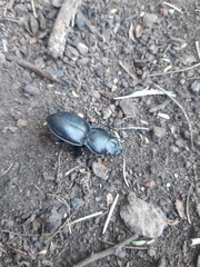 Pasimachus californicus