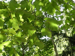 Acer nigrum