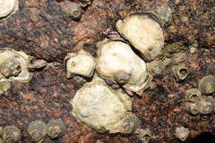 Ostreidae