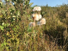 Eriophorum virginicum
