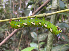 Procitheronia fenestrata