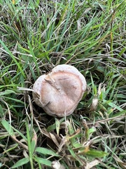 Lactarius pubescens