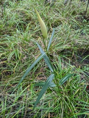 Asclepias lanceolata
