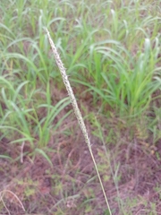 Bothriochloa