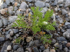 Matricaria discoidea