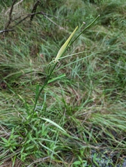 Asclepias lanceolata