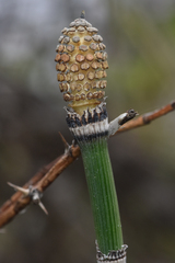 Equisetum hyemale